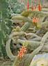 cleistocactus aureispinus.JPG